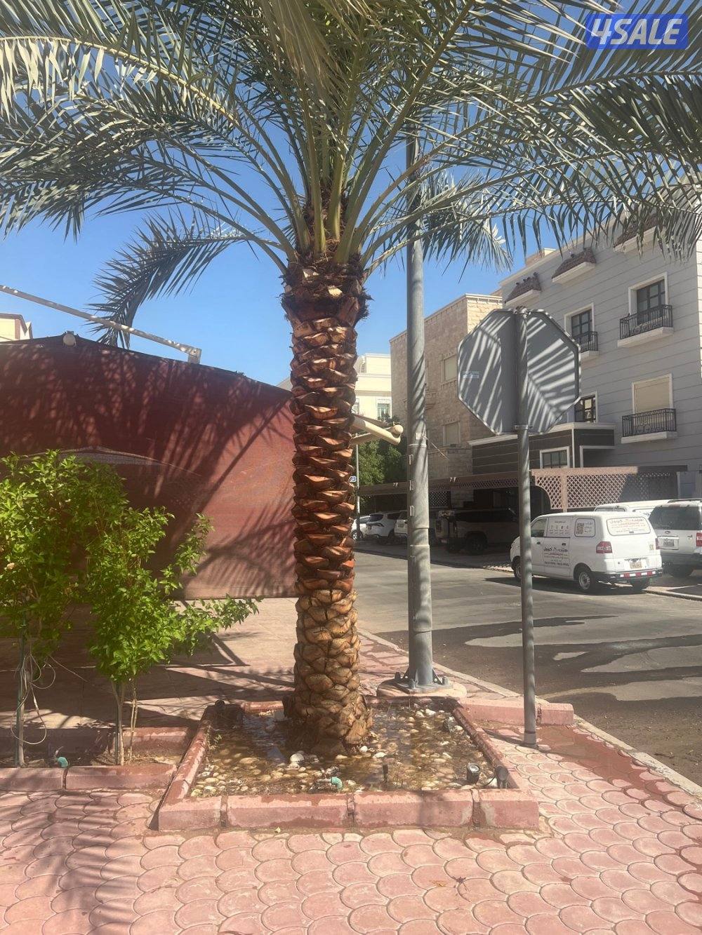 علي الاهوازي لصيانه النخيل.بيع و شراء النخيل .دوله الكويت11