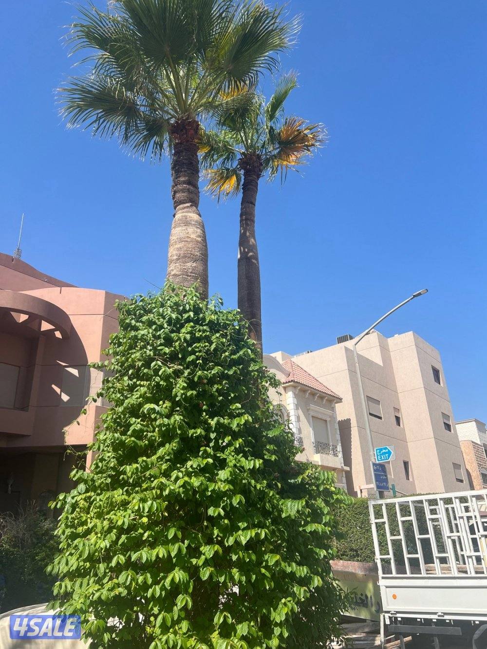 علي الاهوازي لصيانه النخيل.بيع و شراء النخيل .دوله الكويت12