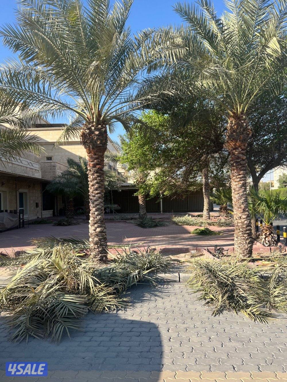 علي الاهوازي لصيانه النخيل.بيع و شراء النخيل .دوله الكويت13