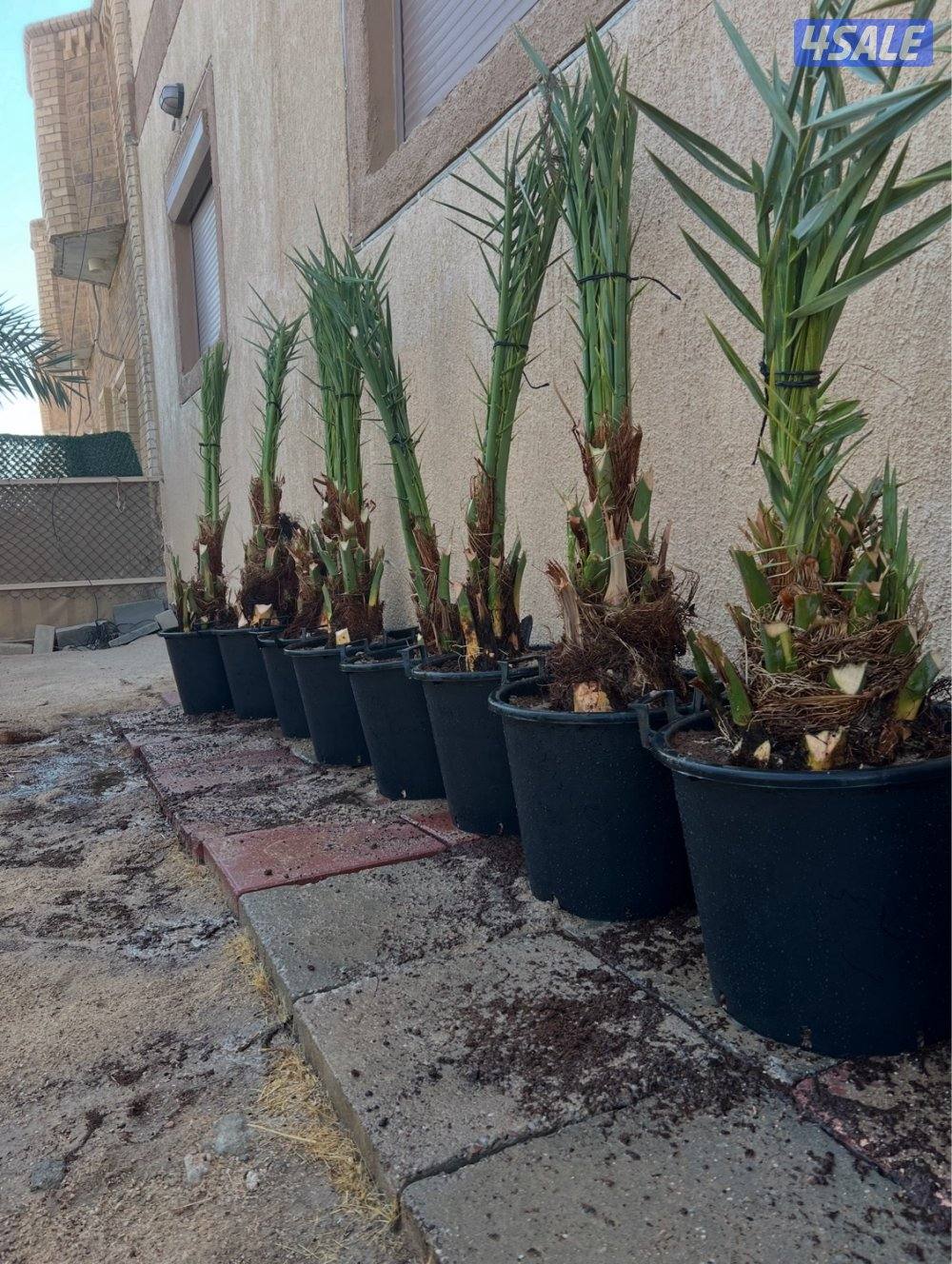 علي الاهوازي لصيانه النخيل.بيع و شراء النخيل .دوله الكويت14