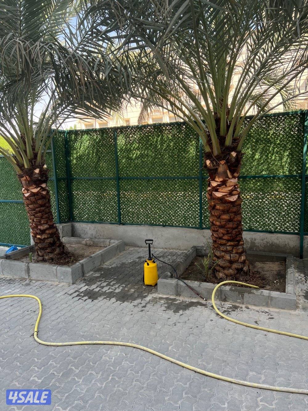 علي الاهوازي لصيانه النخيل.بيع و شراء النخيل .دوله الكويت15