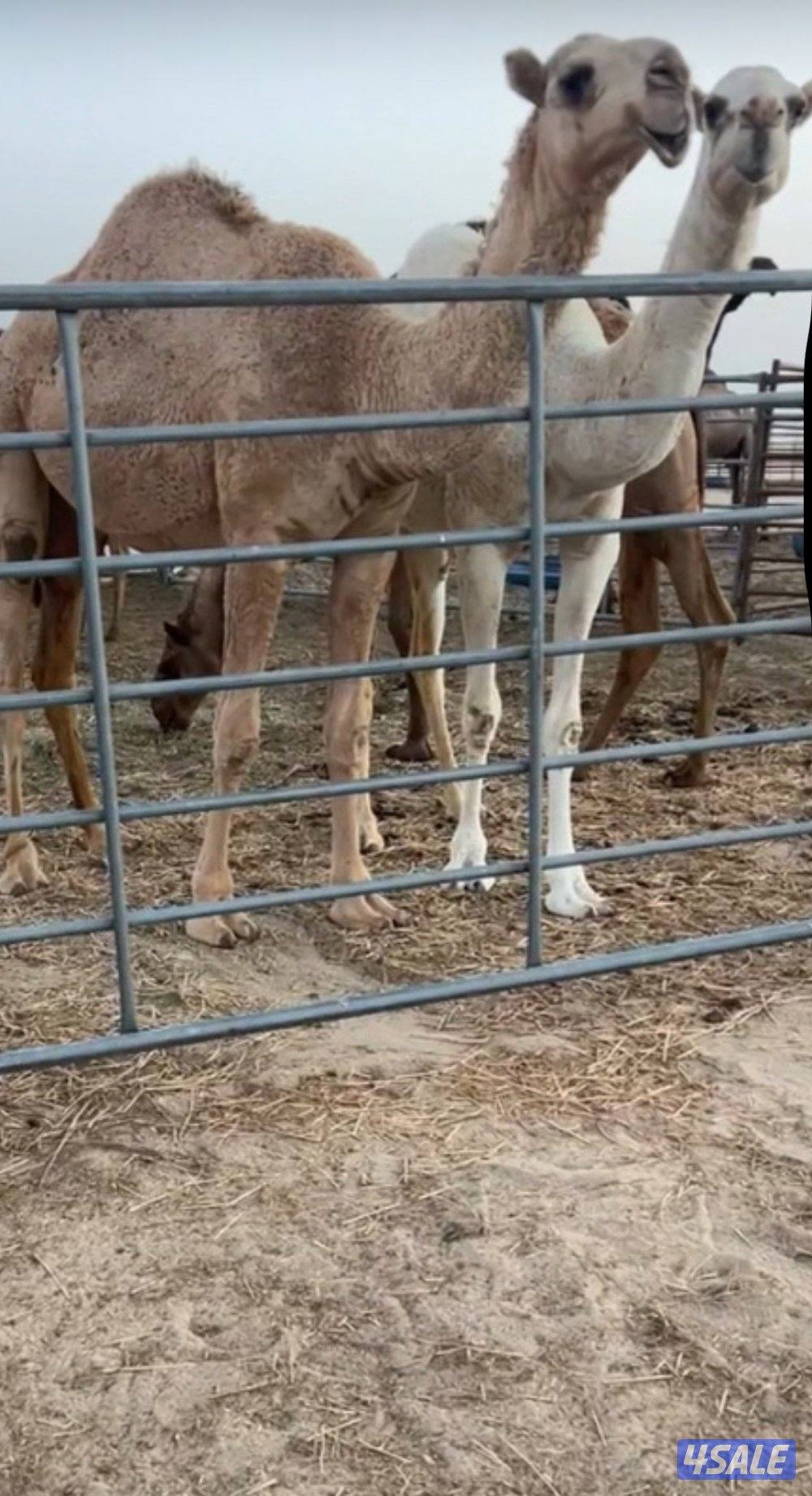 حقه باتليه اللون شقحه0