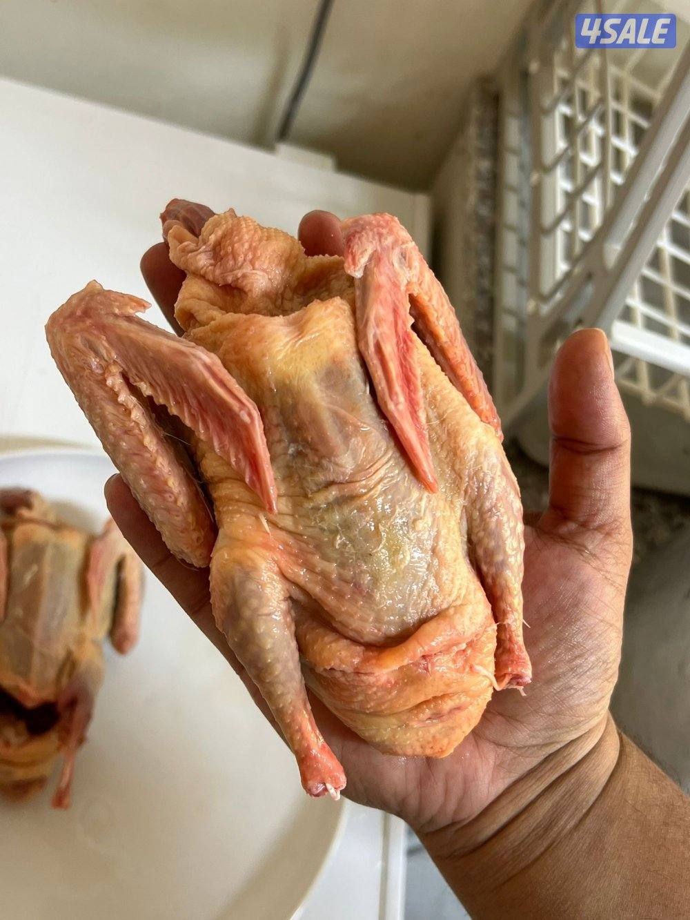 فروخ لاحم للأكل1