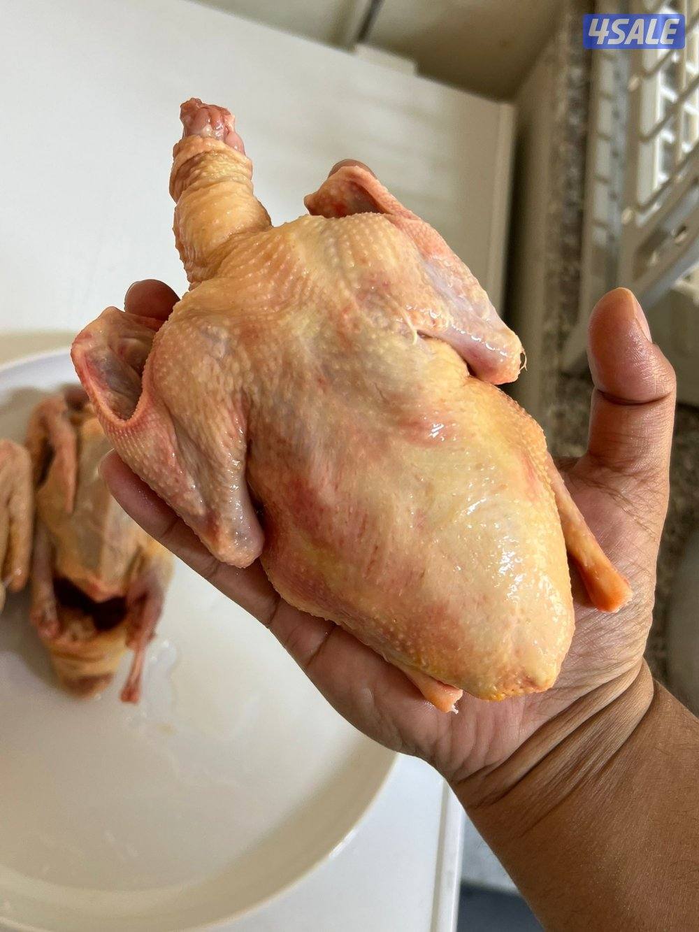 فروخ لاحم للأكل2