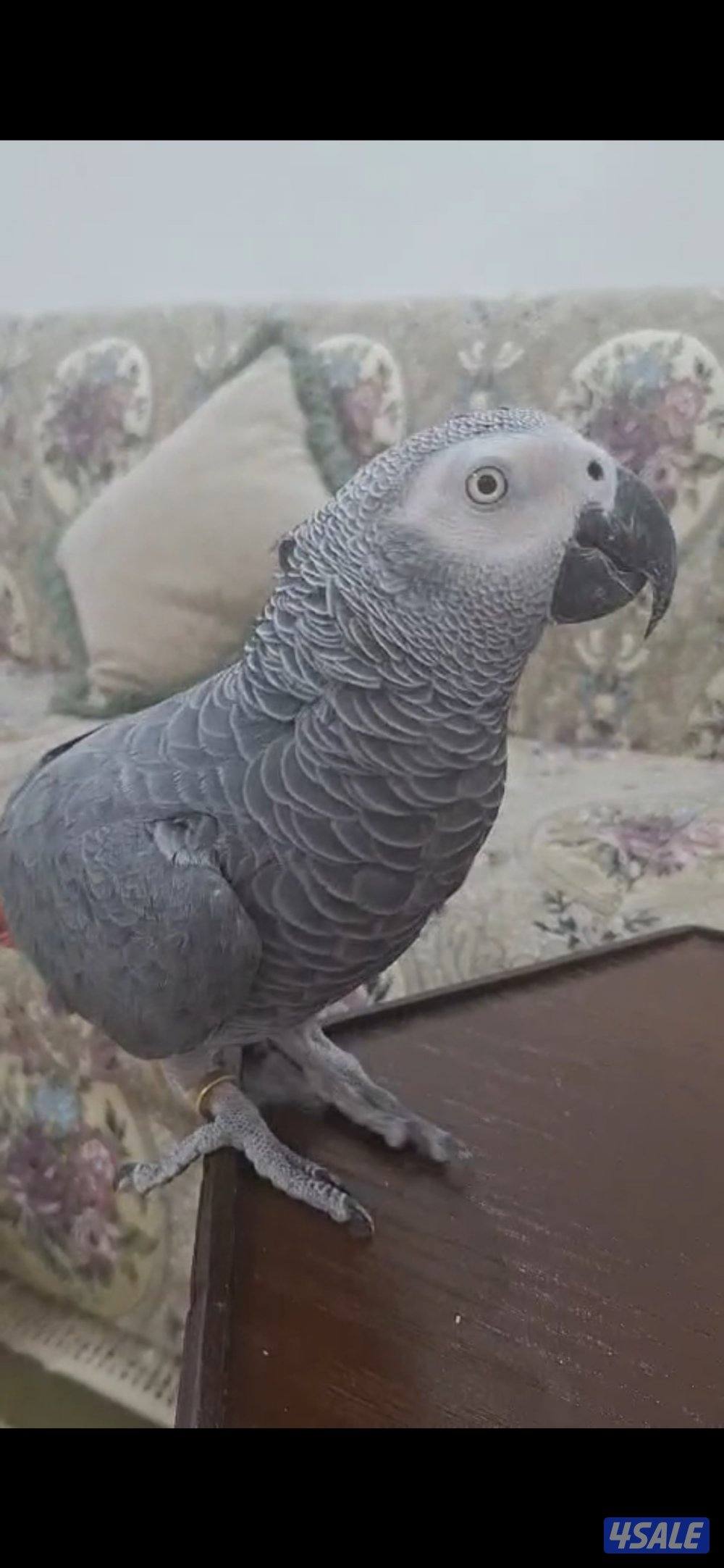 للبيع كاسكو هولندي يتكلم ربوه ما في عض حجم جامبو العمر سنتين0