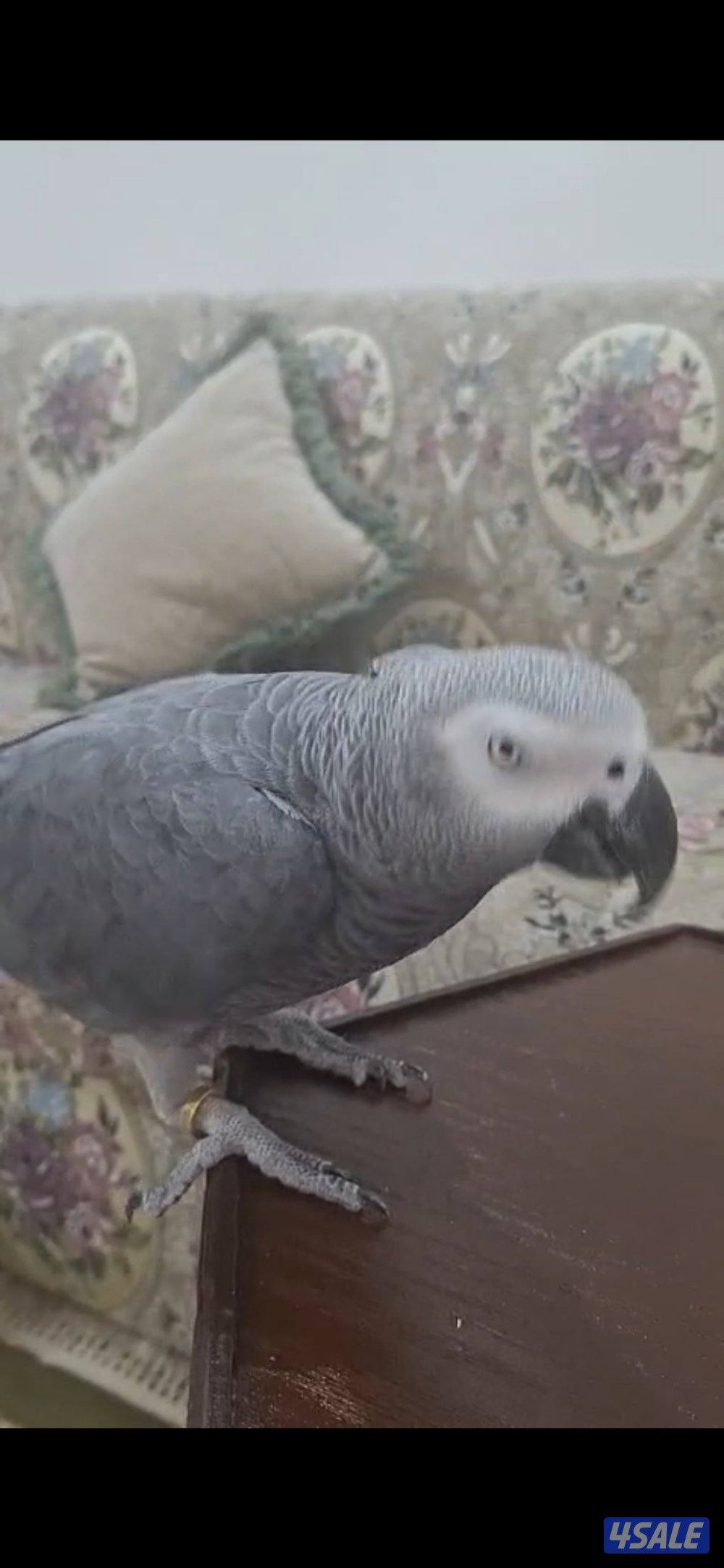 للبيع كاسكو هولندي يتكلم ربوه ما في عض حجم جامبو العمر سنتين1