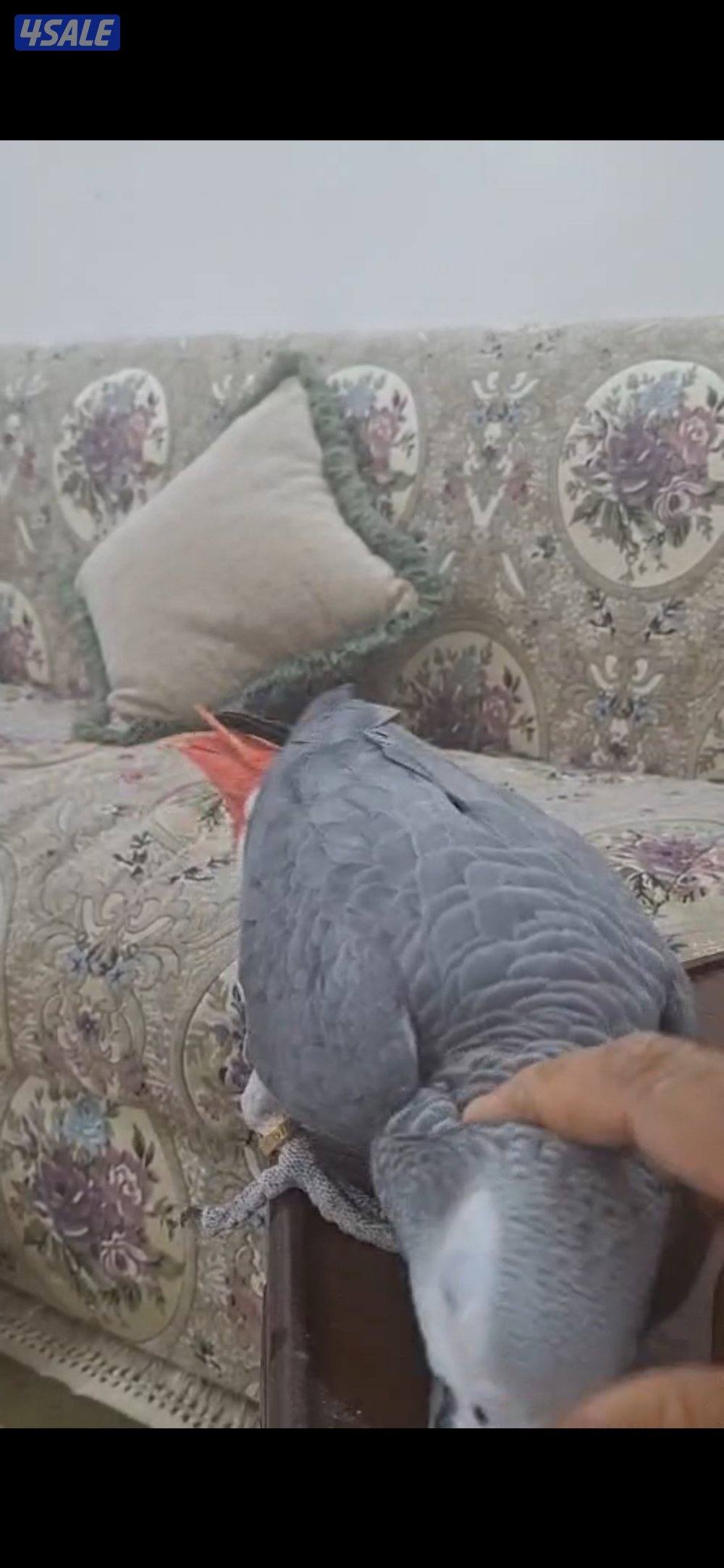 للبيع كاسكو هولندي يتكلم ربوه ما في عض حجم جامبو العمر سنتين2