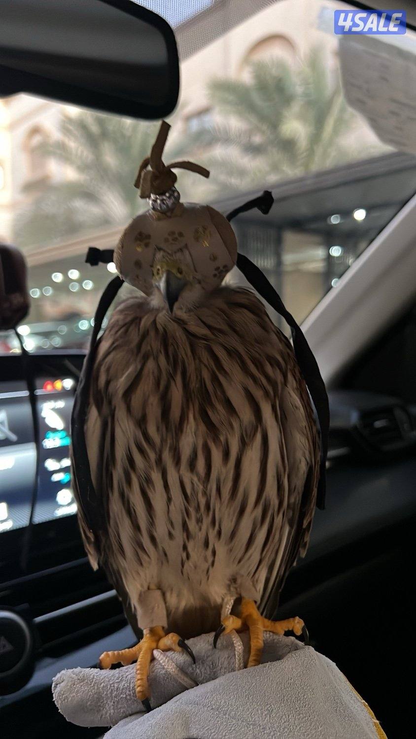 طير حر صغيير حميمي.ج باشققق0