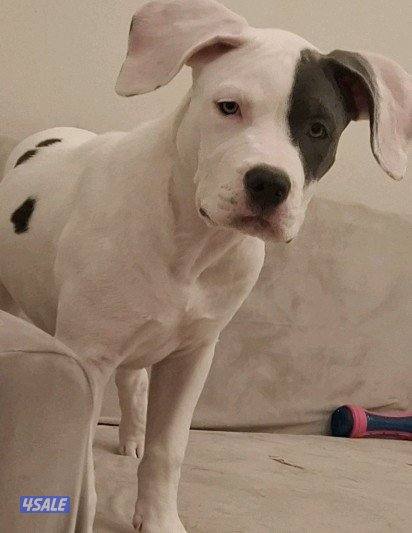 نثية بتبول0