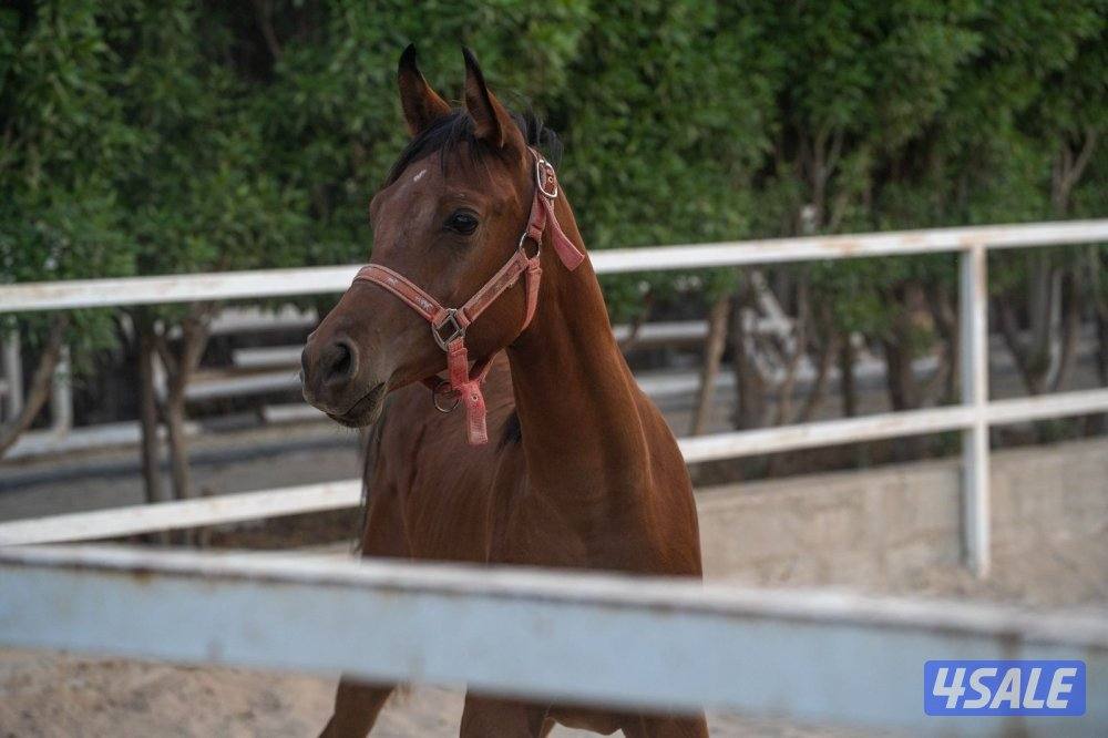 مهره بنت دي ماقنوم2