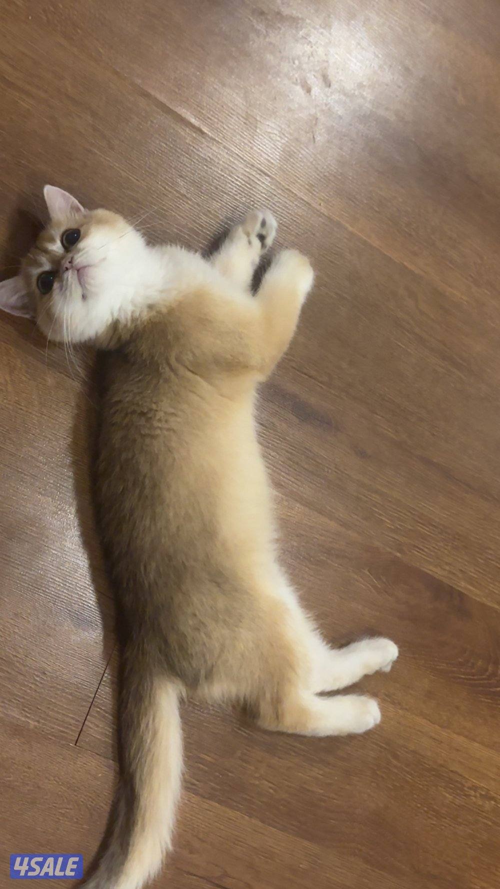 للبيع قط برتش ny120