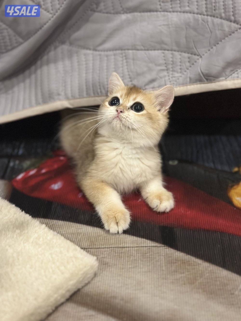 للبيع قط برتش ny121