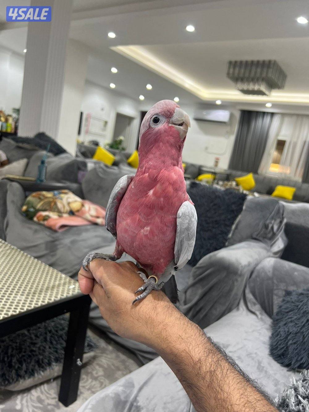 كوكاتو جالا1