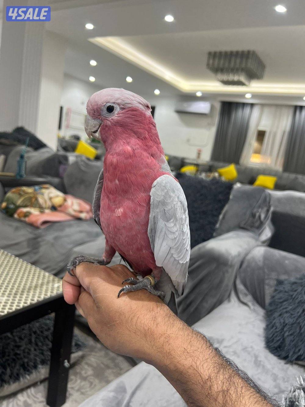 كوكاتو جالا2