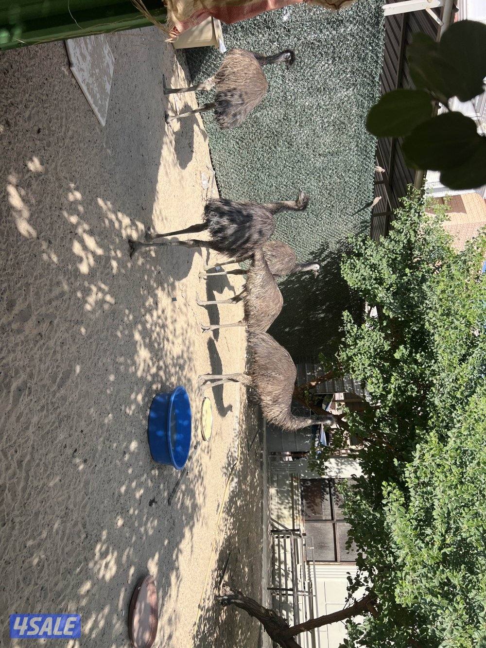 نعام استرالي نوع ايمو العمر 8 شهور و 9 شهور عدد 6 حبات الحبه 80 دينار0