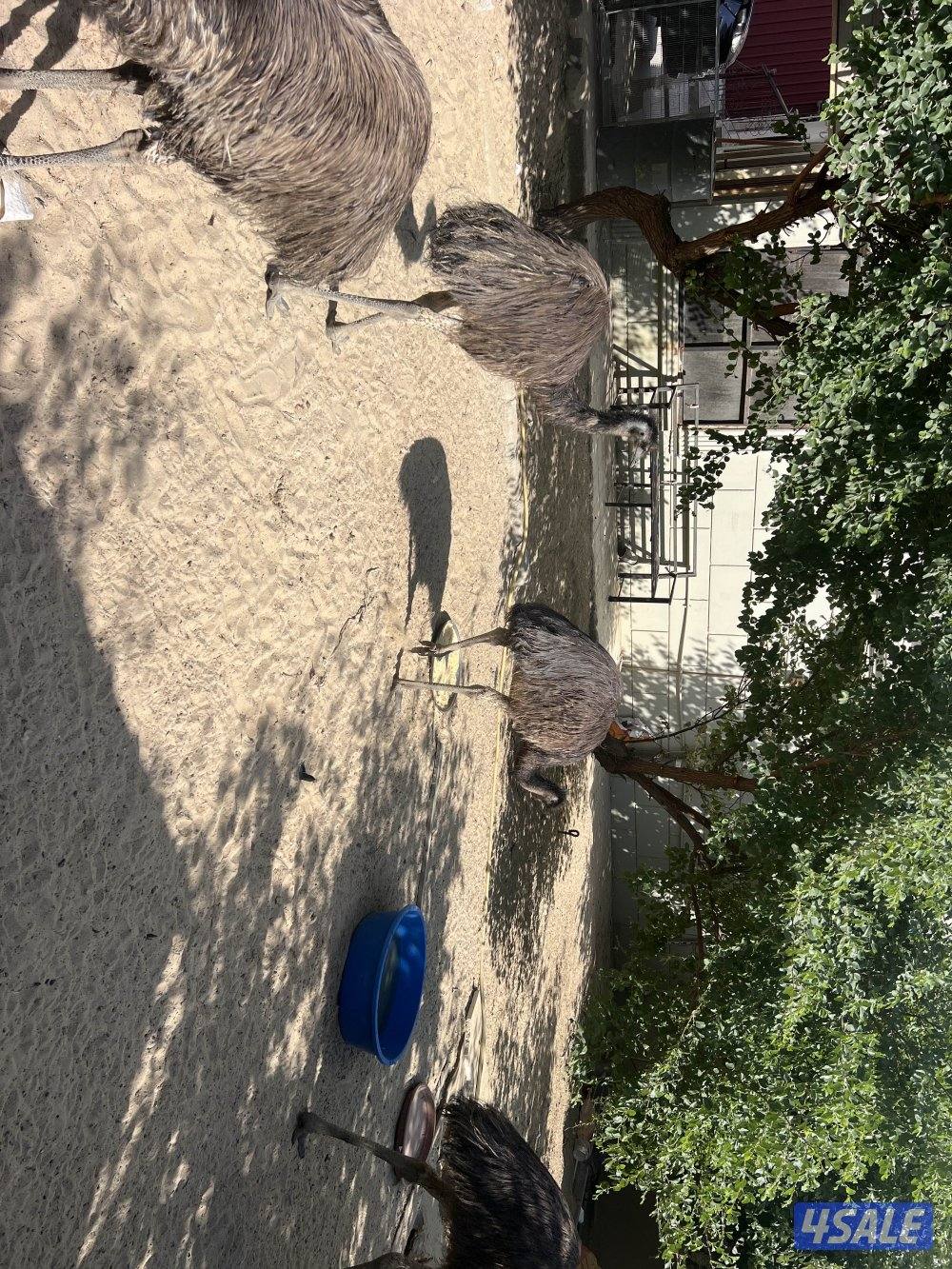 نعام استرالي نوع ايمو العمر 8 شهور و 9 شهور عدد 6 حبات الحبه 80 دينار1