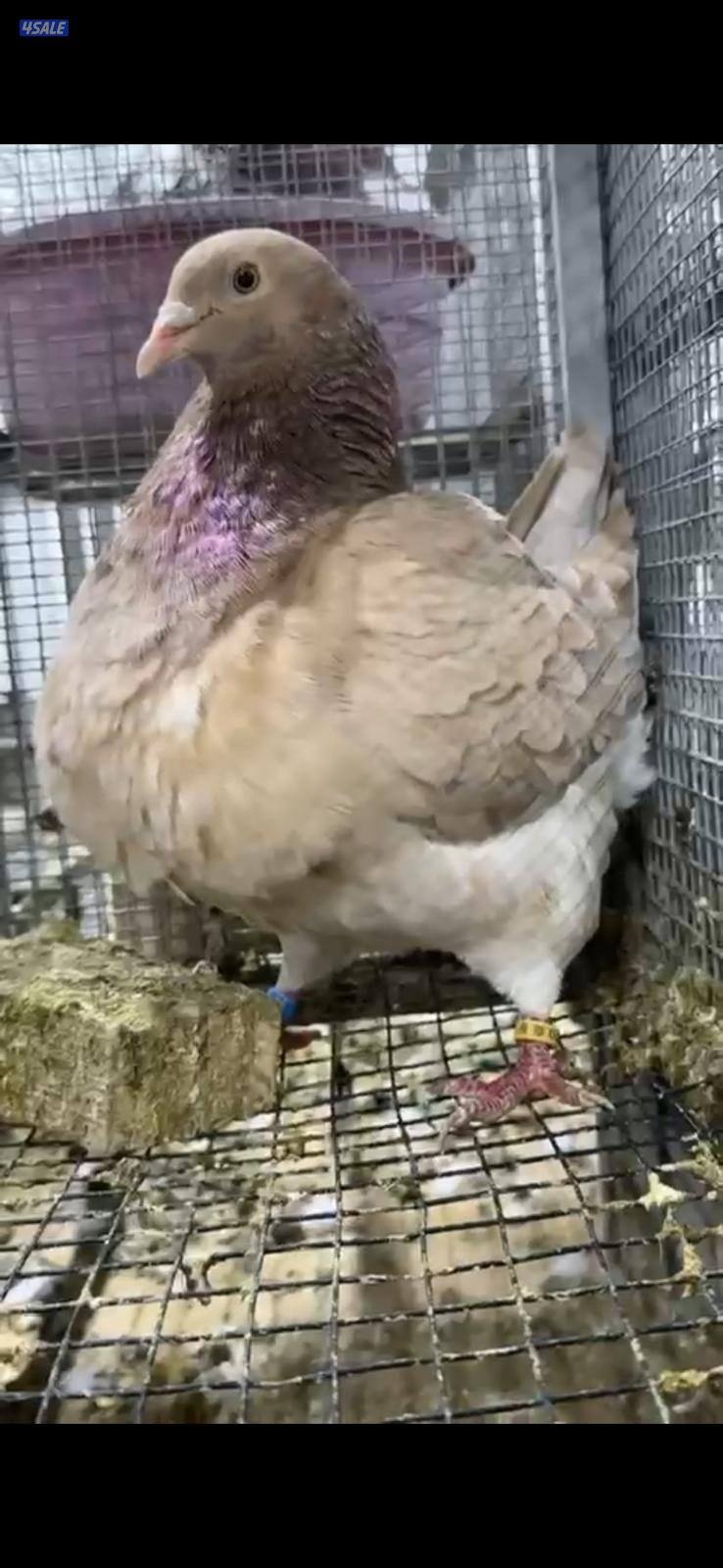 للبيع طبات حمام تاكسن الاهل مباشر محجل خوارج دم صافي2