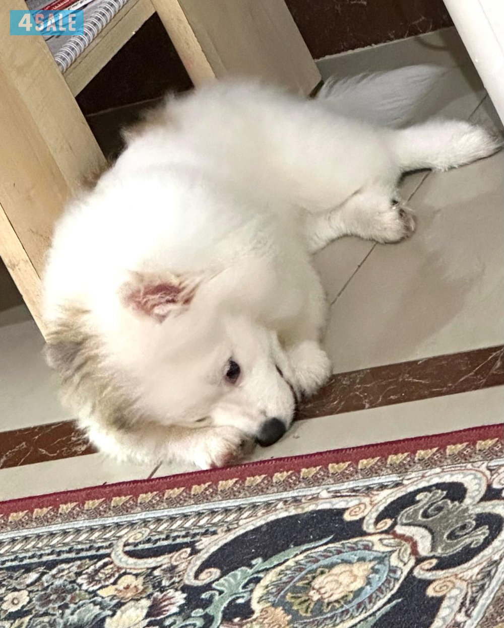 كلب بومرينيان مكس كانين1