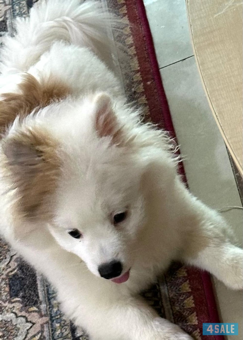 كلب بومرينيان مكس كانين2