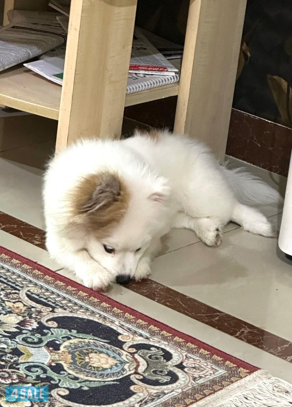 كلب بومرينيان مكس كانين3