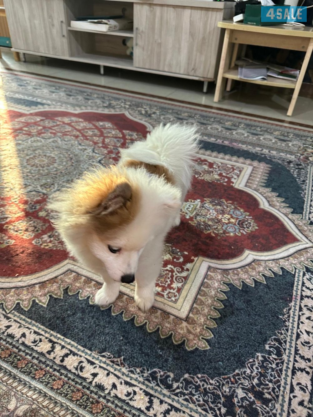 كلب بومرينيان مكس كانين4