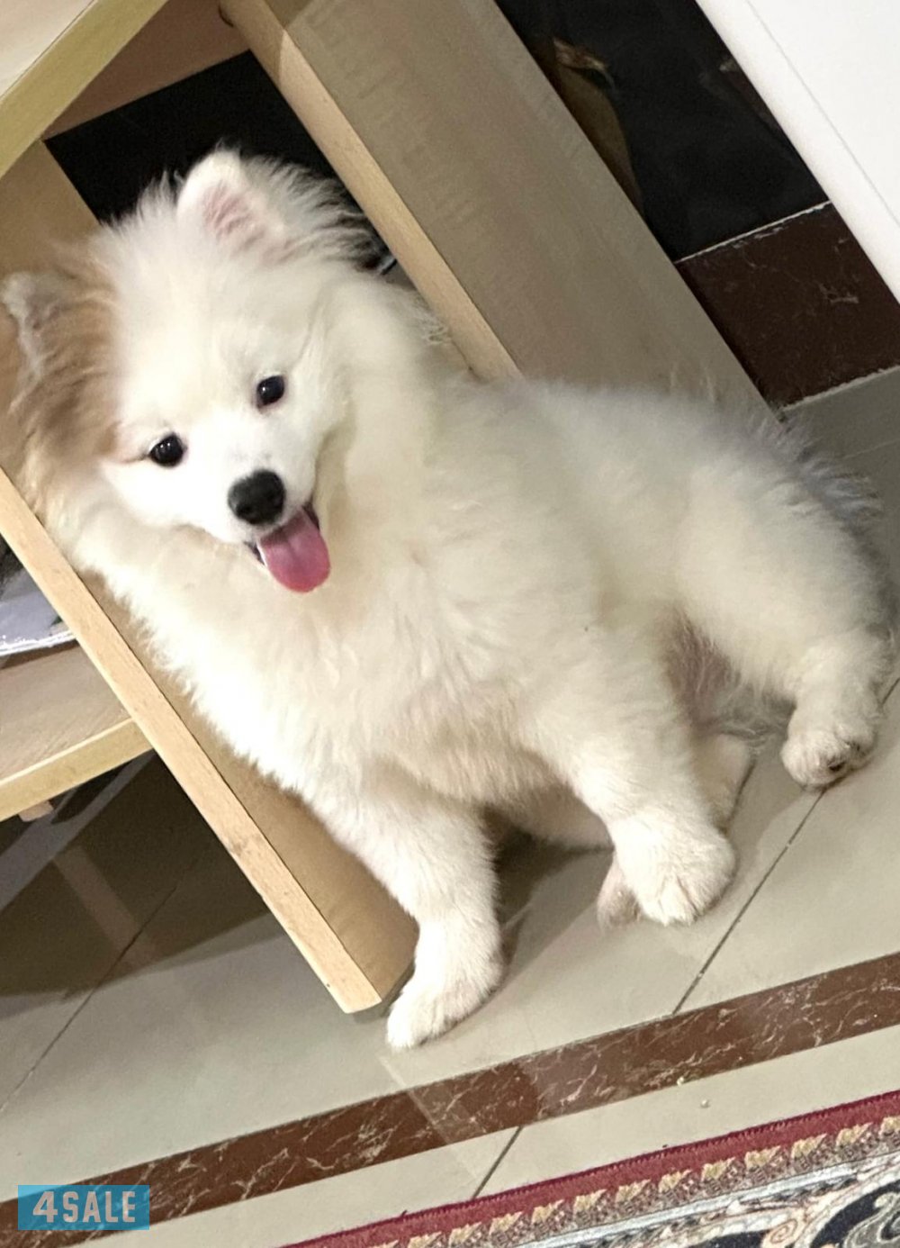 كلب بومرينيان مكس كانين5