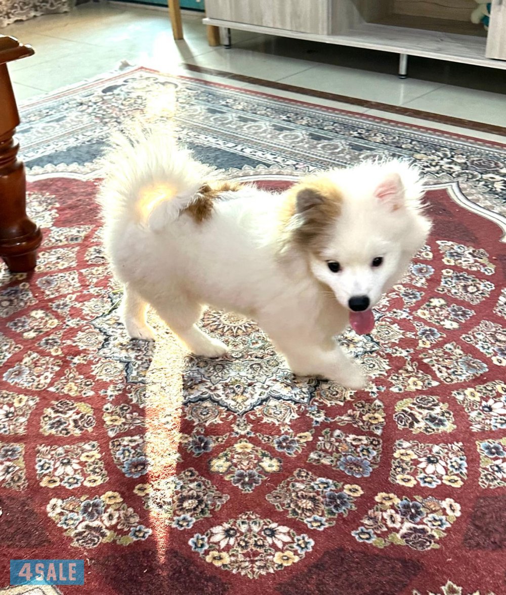 كلب بومرينيان مكس كانين6