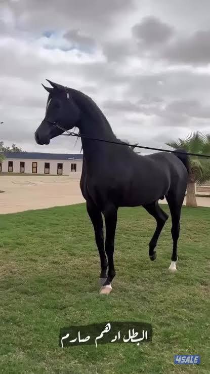 عسف الخيل0