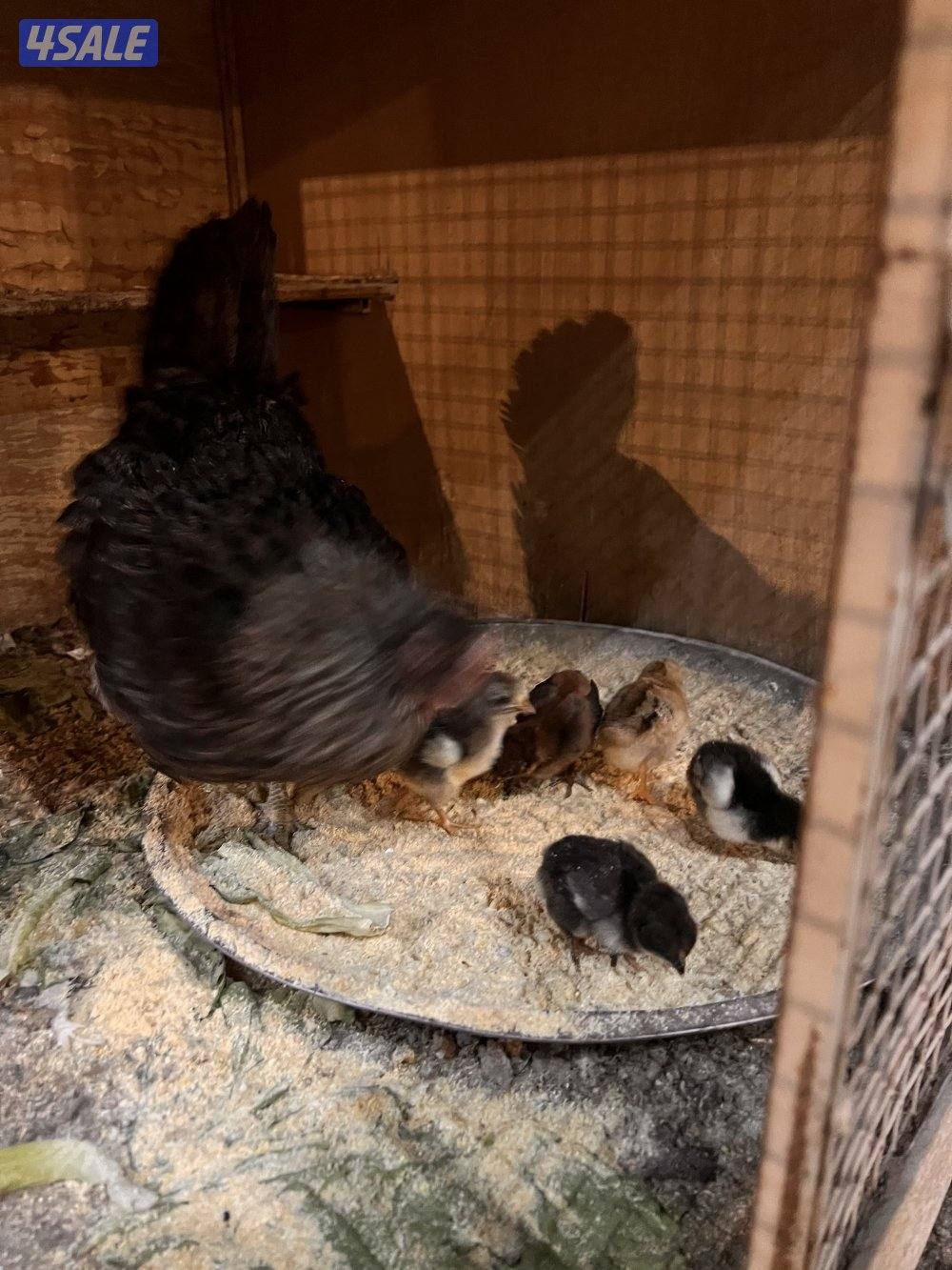 للبيع دجاج عربي مع فروخه1