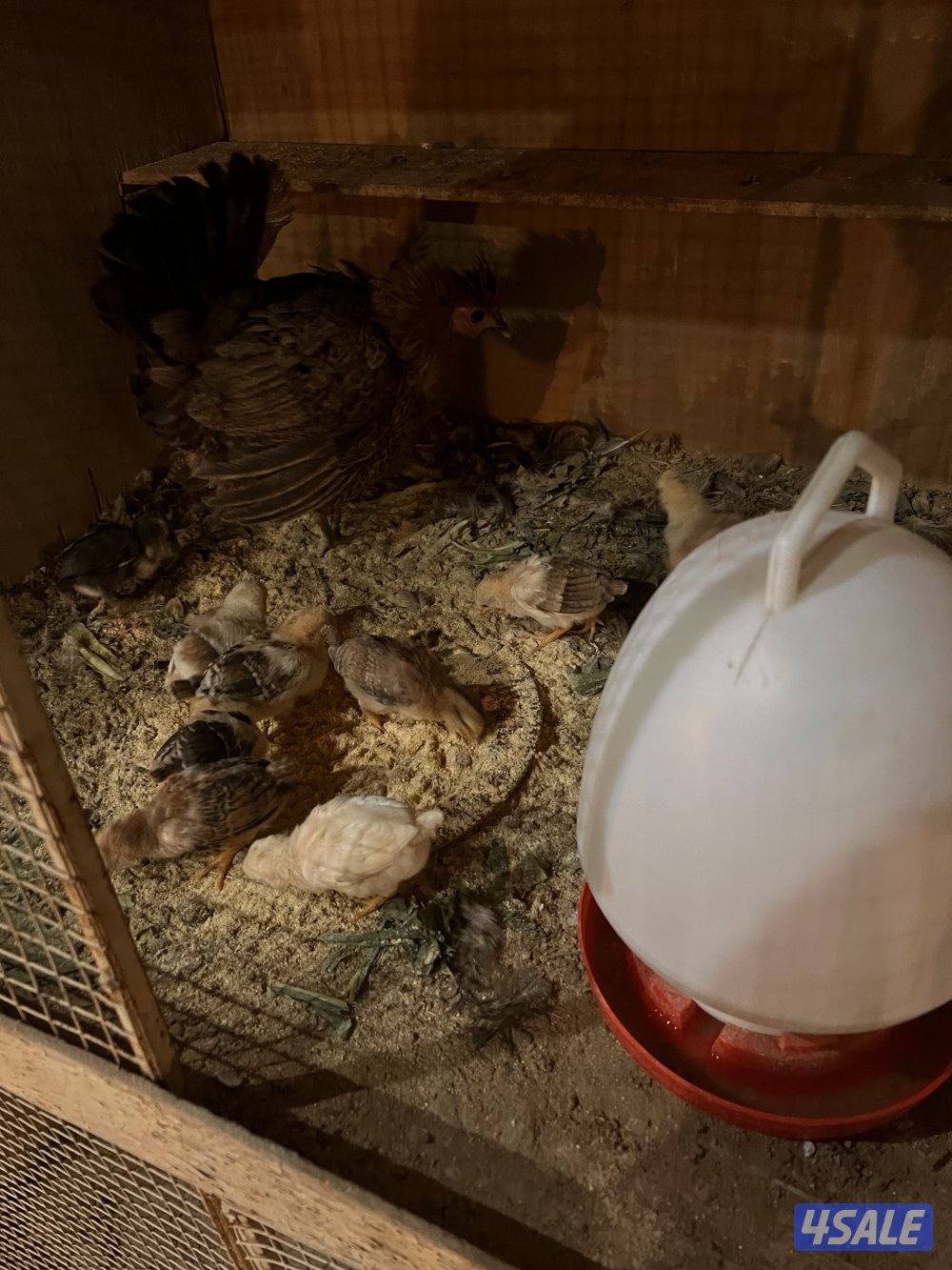 للبيع دجاج عربي مع فروخه3