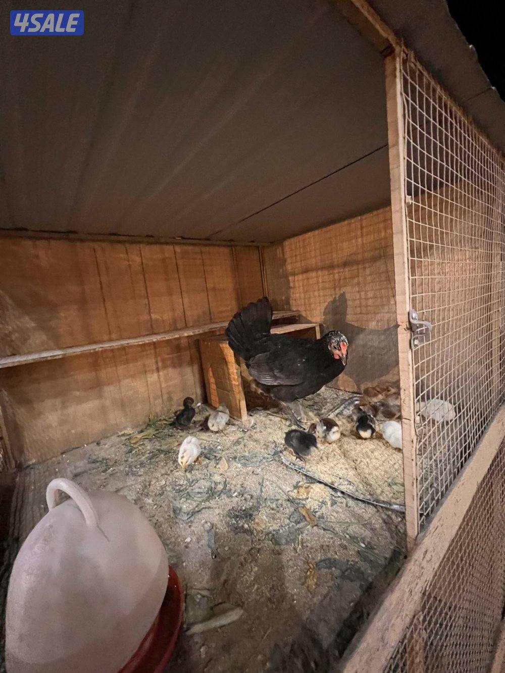 للبيع دجاج عربي مع فروخه4