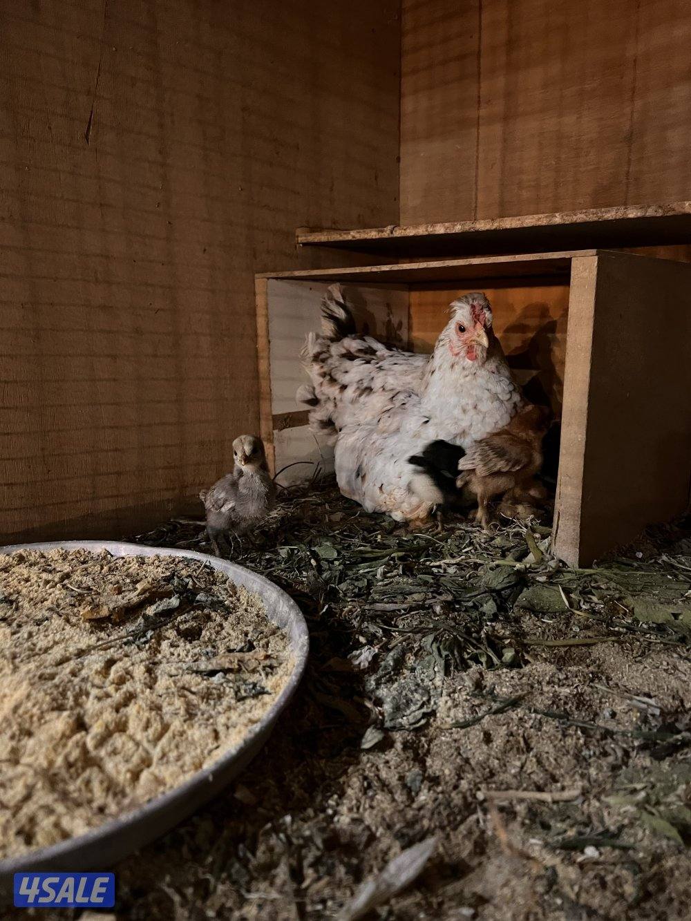 للبيع دجاج عربي مع فروخه5