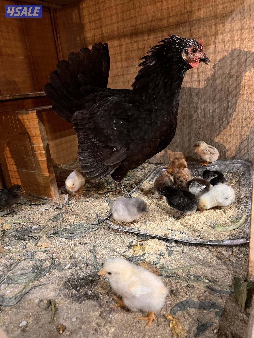 للبيع دجاج عربي مع فروخه6