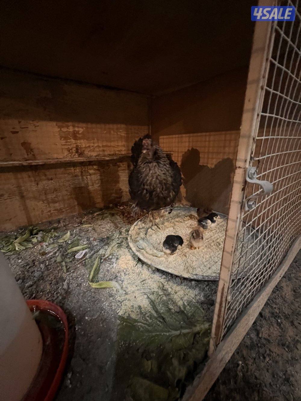 للبيع دجاج عربي مع فروخه7
