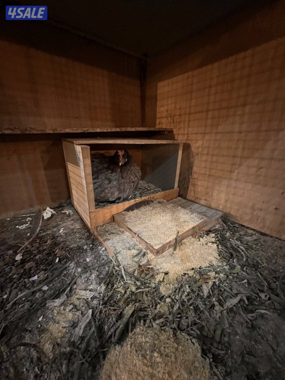 للبيع دجاج عربي مع فروخه8