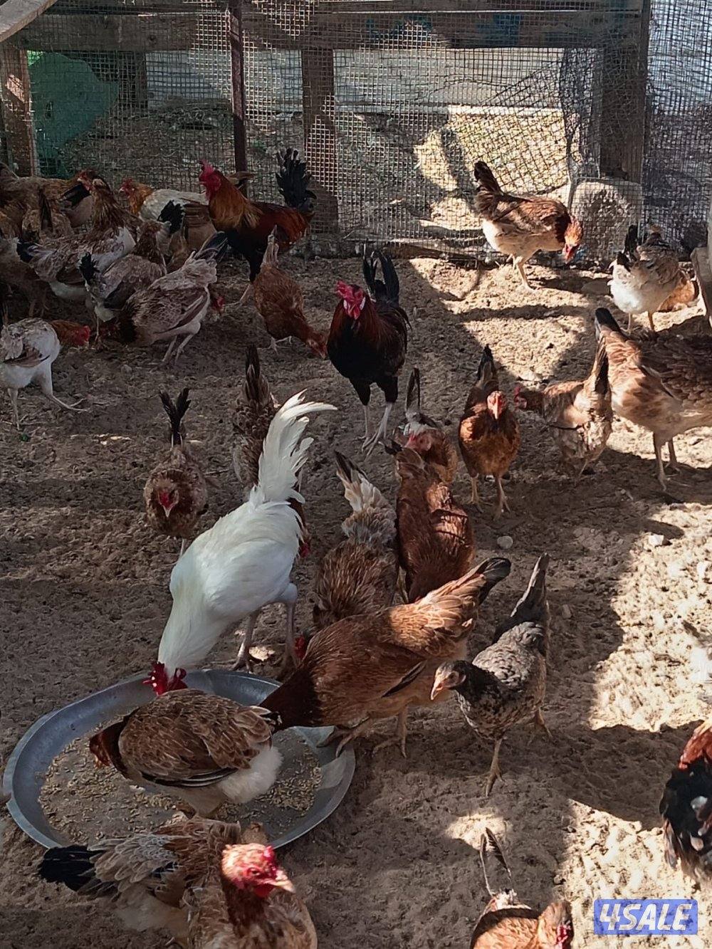 للبيع دجاج بياض العبدلي0