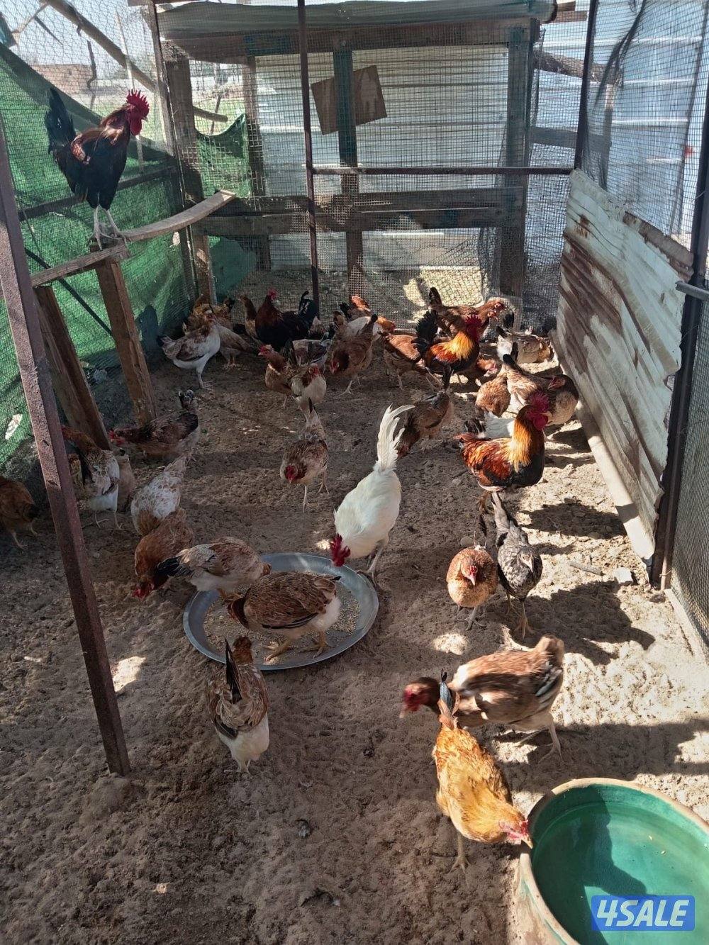 للبيع دجاج بياض العبدلي1