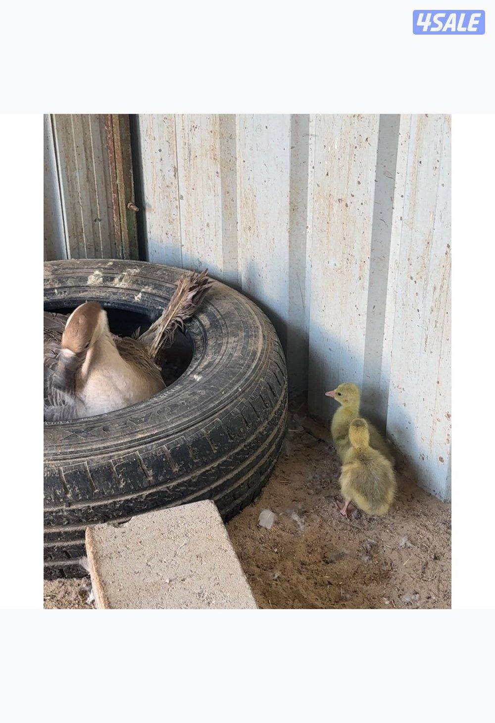 للبيع وز كندي0