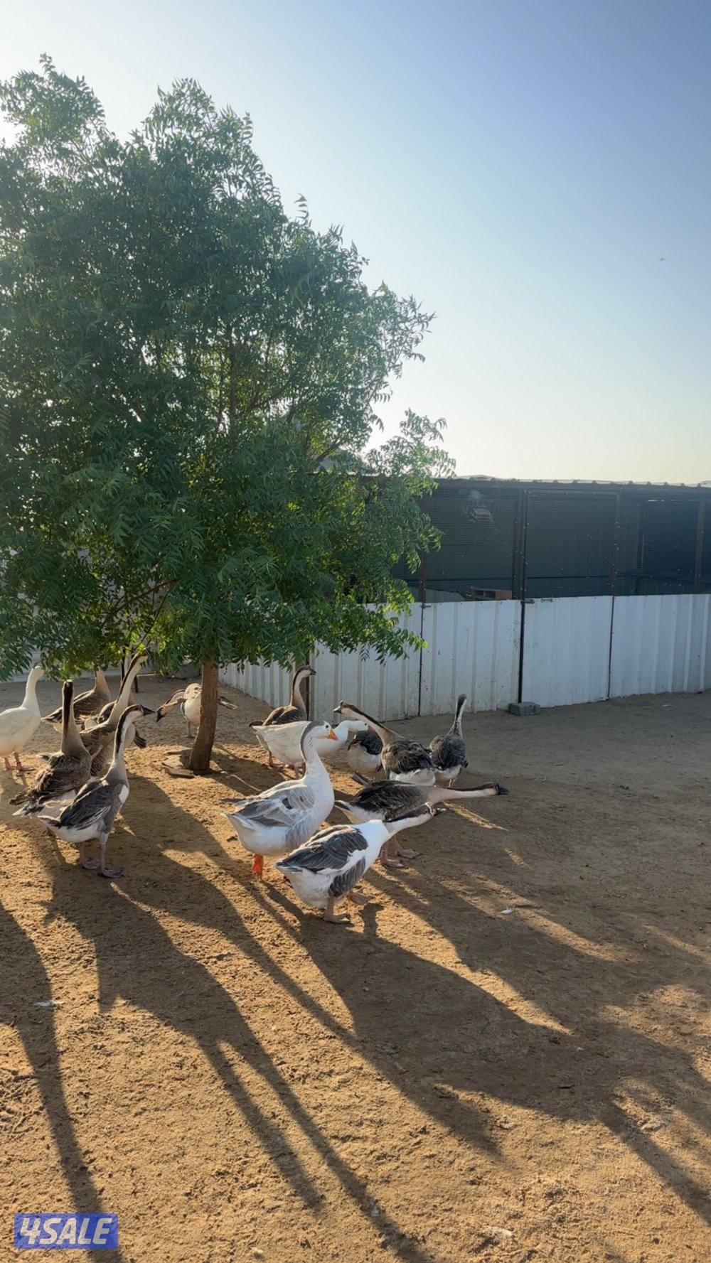 للبيع وز كندي1