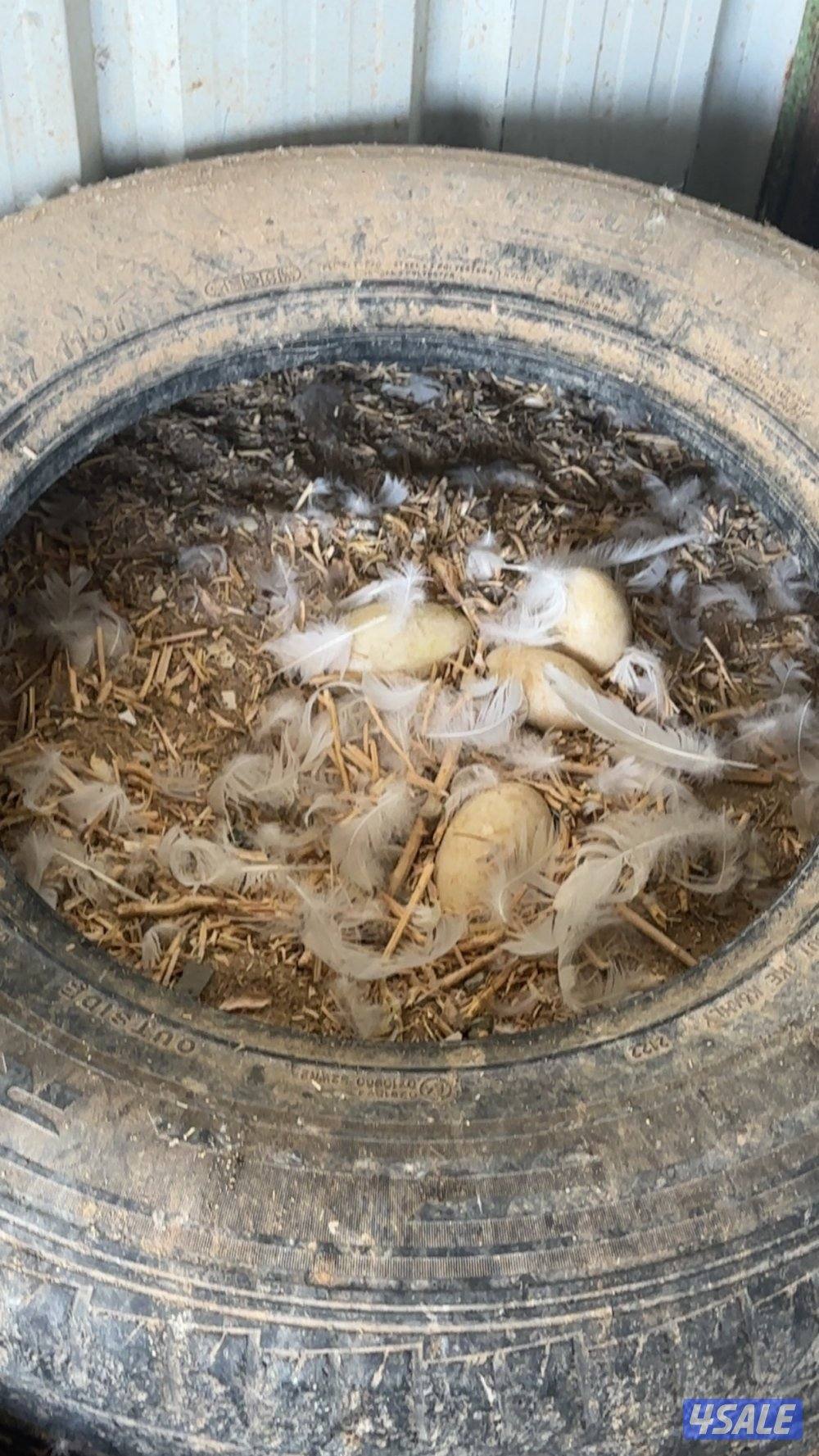 للبيع وز كندي2