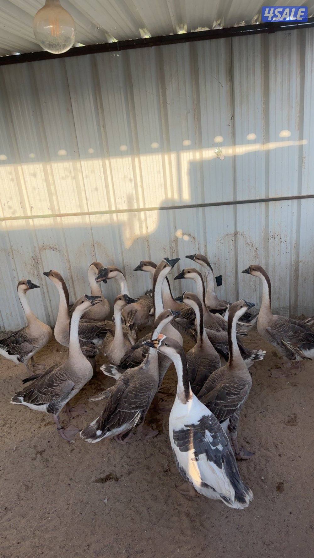 للبيع وز كندي3