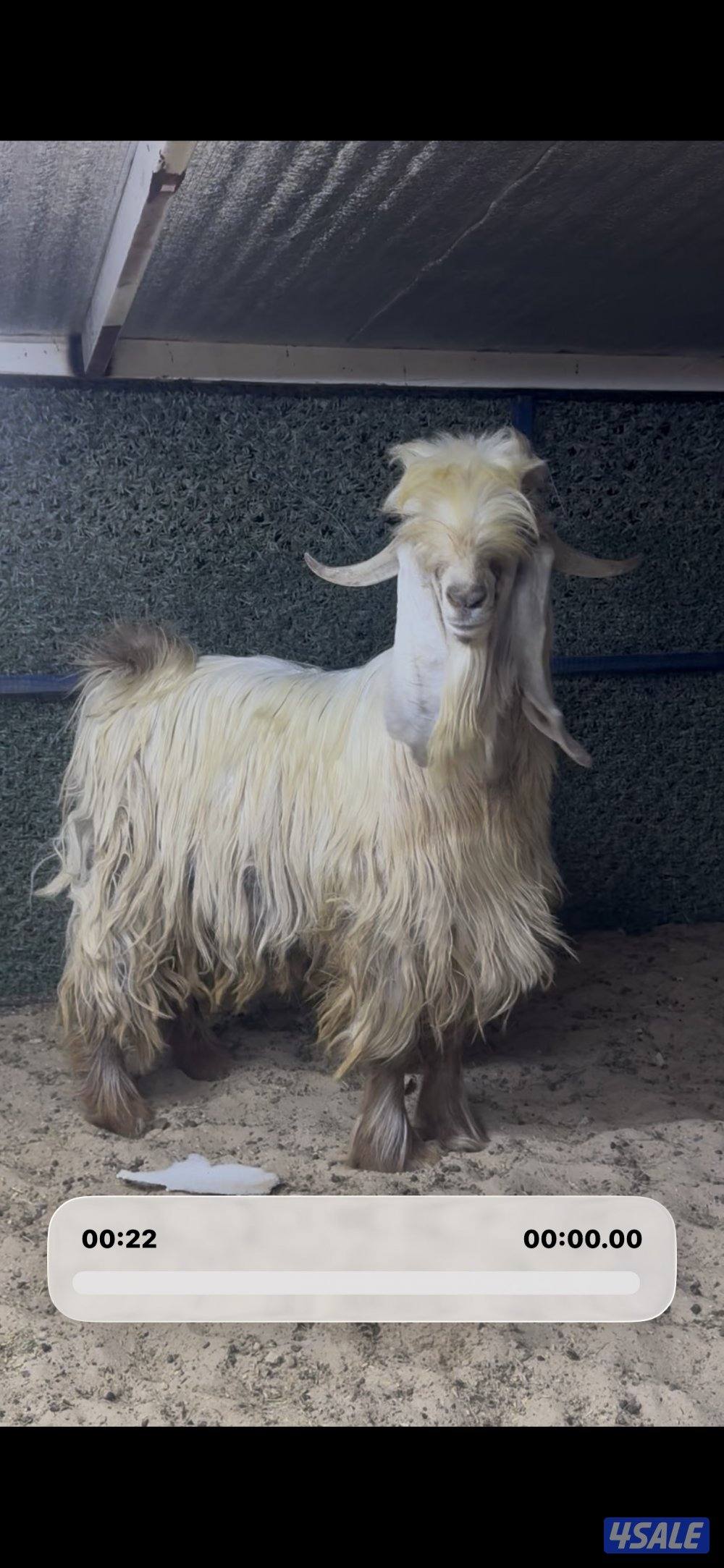 عارضي كريمي طيب0