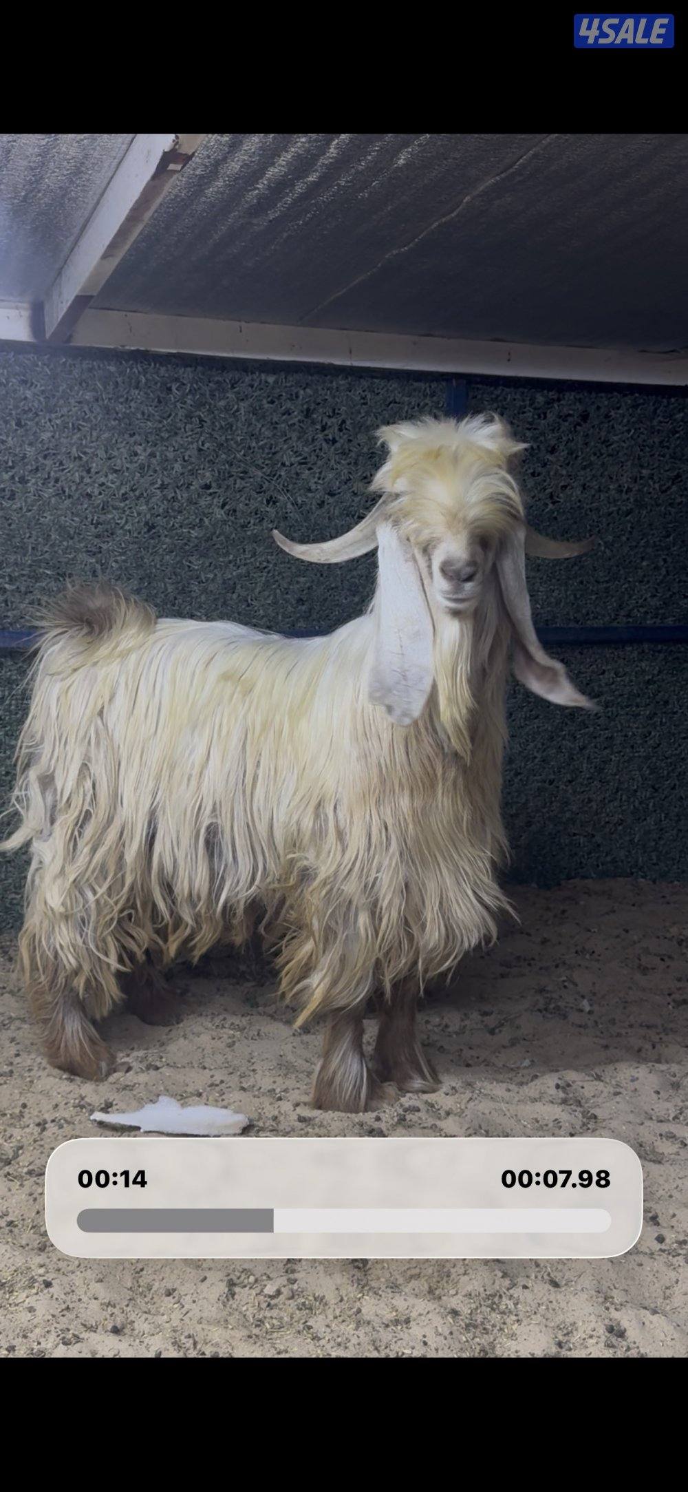 عارضي كريمي طيب1