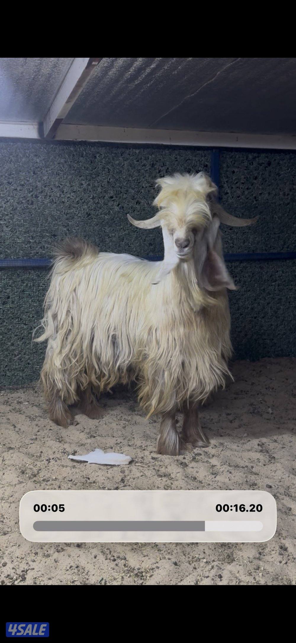 عارضي كريمي طيب2