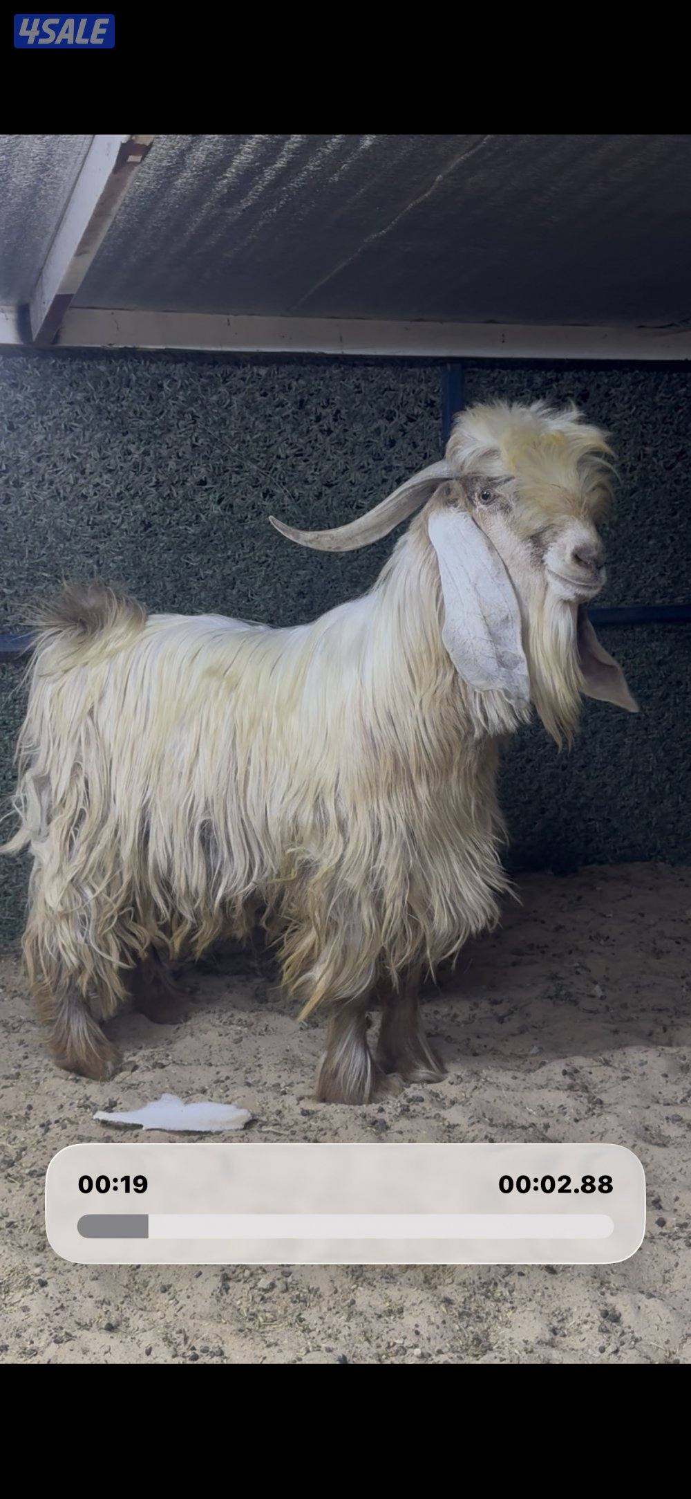 عارضي كريمي طيب3