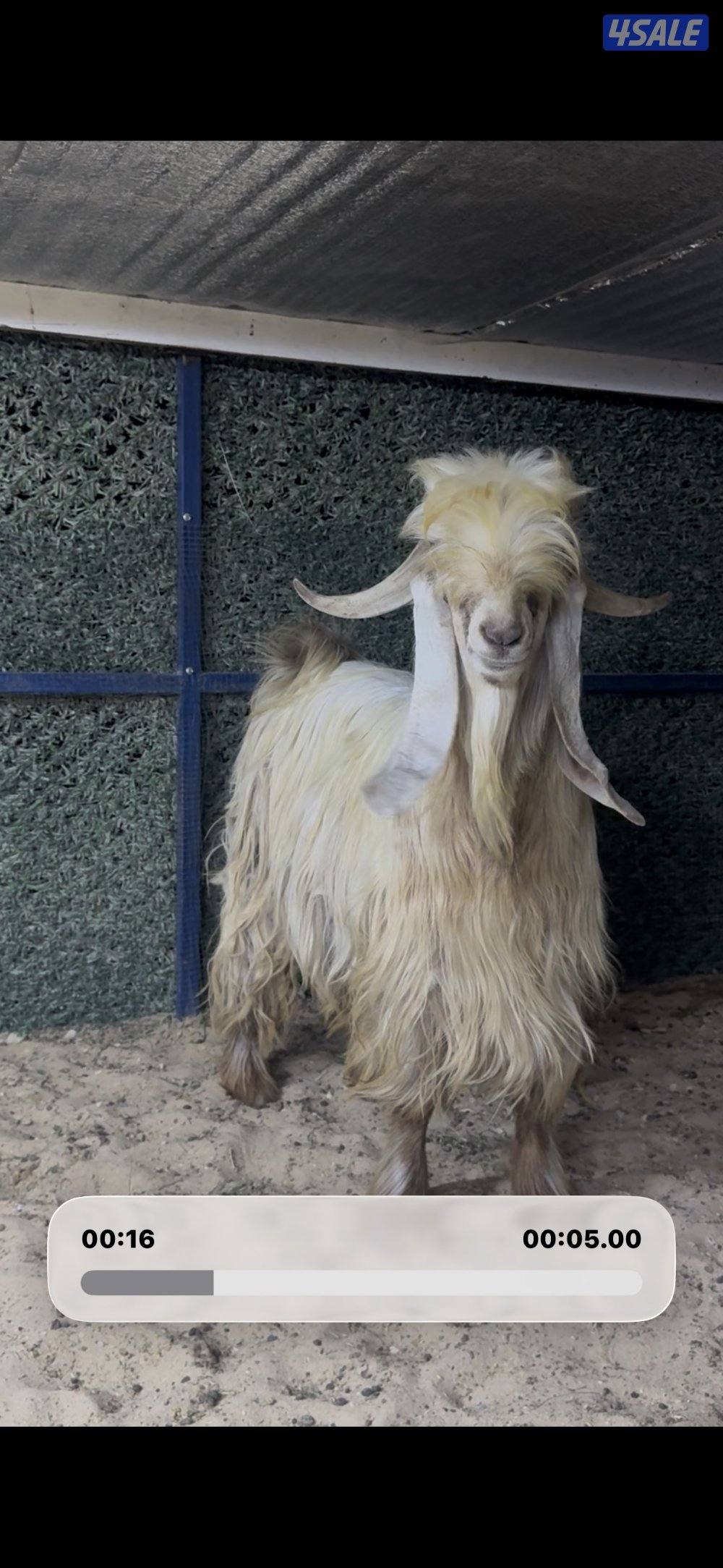 عارضي كريمي طيب4