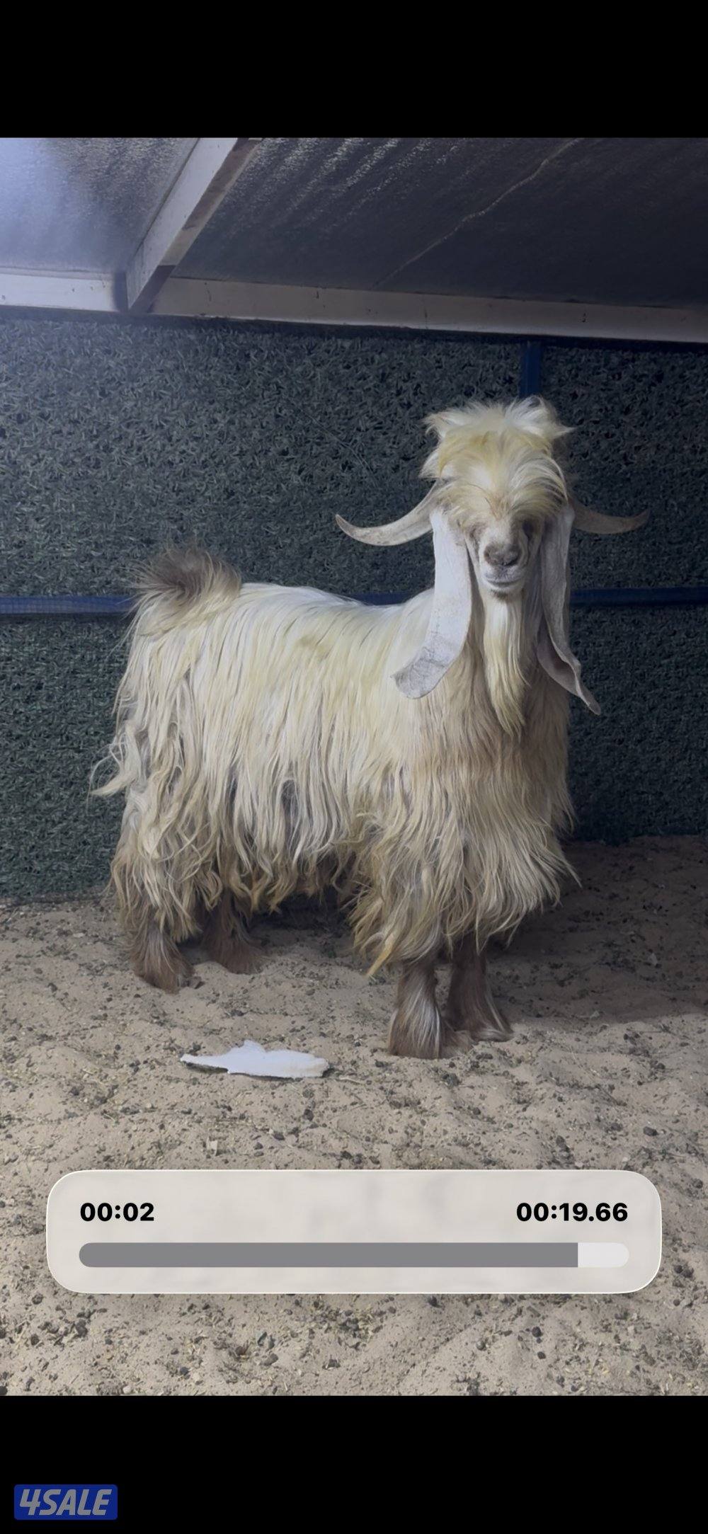 عارضي كريمي طيب5