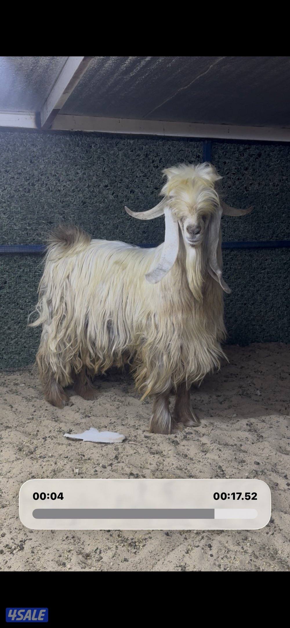 عارضي كريمي طيب6