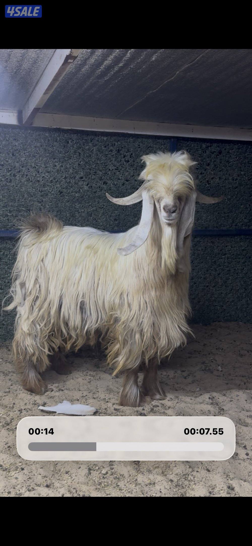 عارضي كريمي طيب7