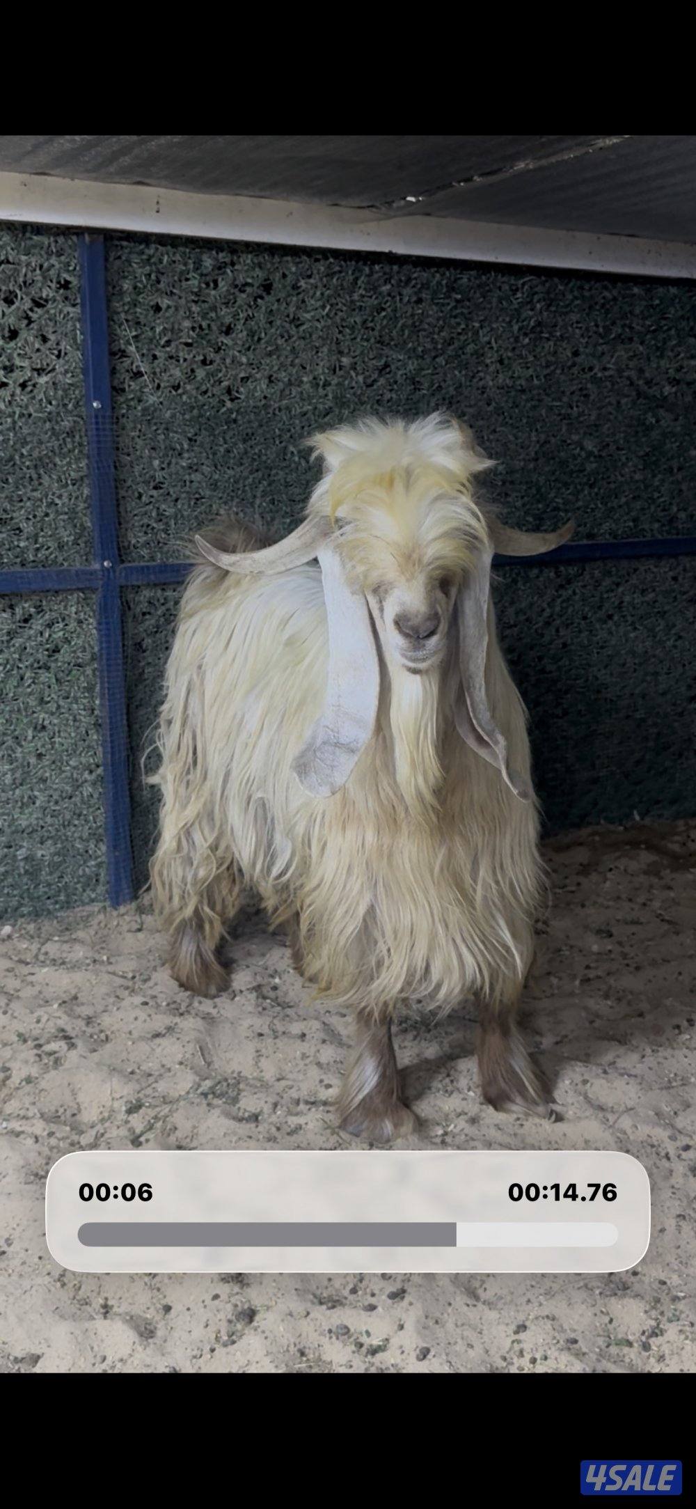 عارضي كريمي طيب8